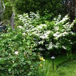 viburnum in bloom