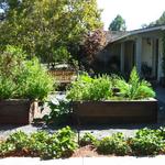 front garden without lawn