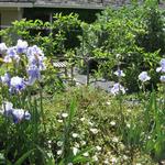 irises in bloom